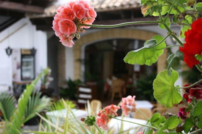 Hostal Torre De Guzman Conil De La Frontera Eksteriør bilde
